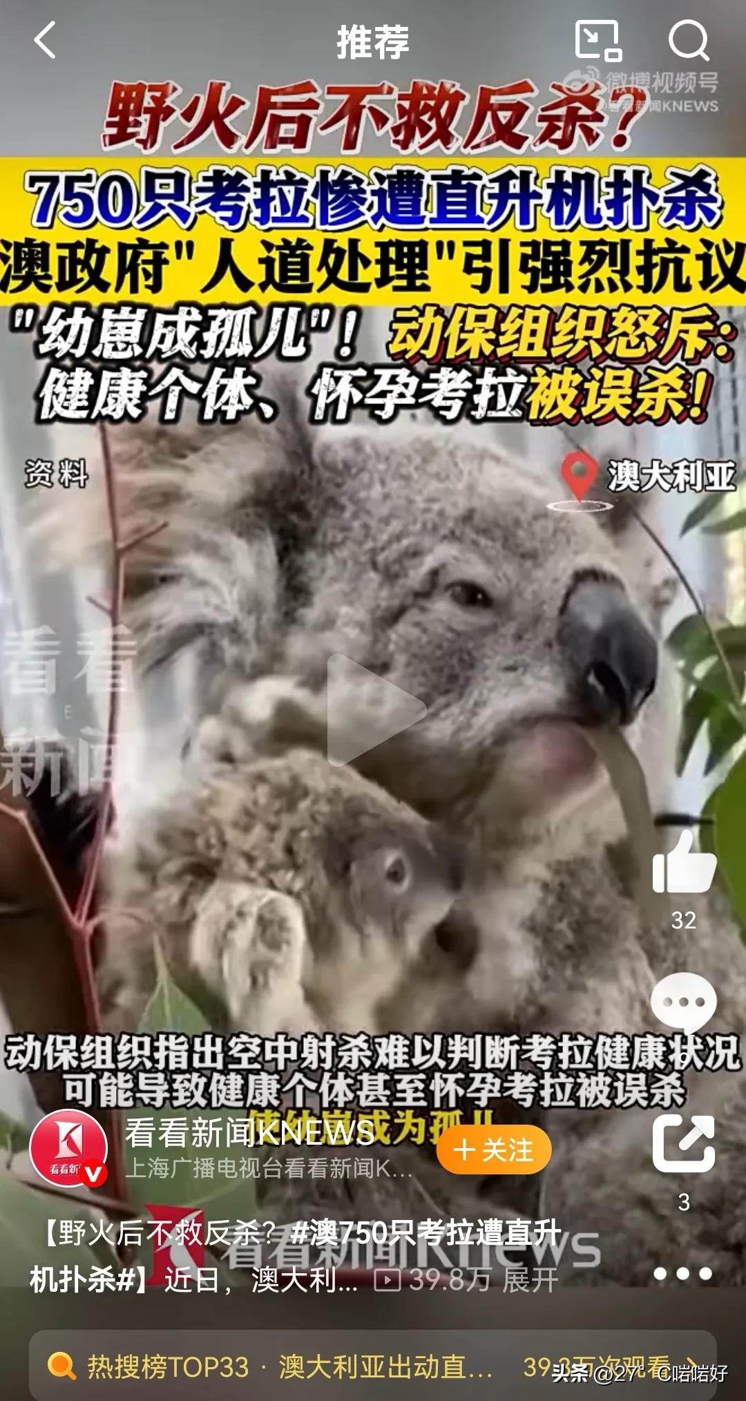 傻眼？澳大利亚出动直升机扑杀750只考拉！评论区“圣母”大破防