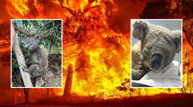 惨不忍睹！澳大利亚5亿动物葬身火海 约2.5万只考拉被烧死