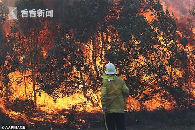澳大利亚山火肆虐 数百只考拉被烧成黑炭死状凄惨